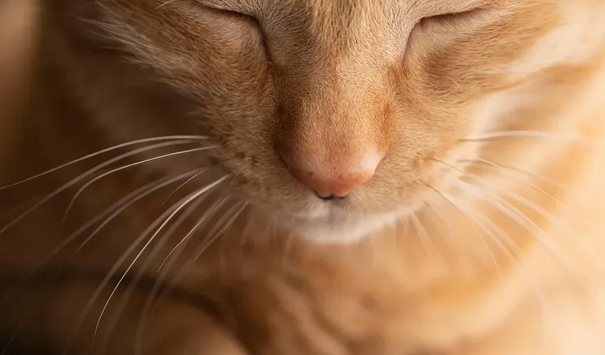 Quando os Gatinhos Começam a Comer Comida Sólida?
