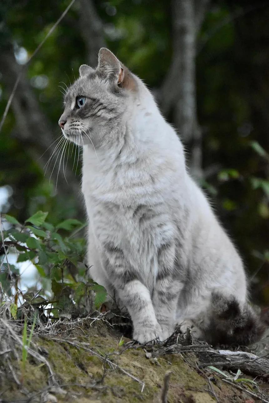 Por Que As Orelhas Do Meu Gato Estão De Repente Enrolando?
