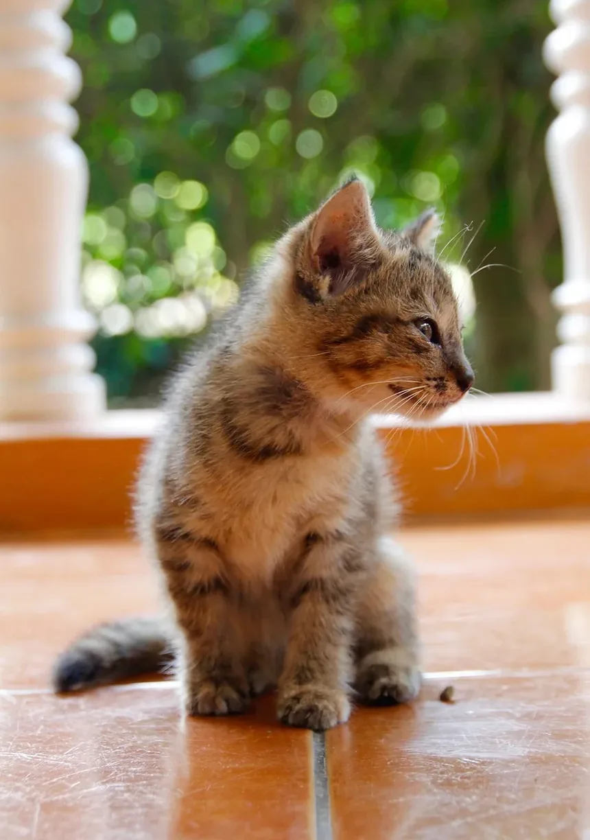 Por Que As Orelhas Do Meu Gato Estão De Repente Enrolando?