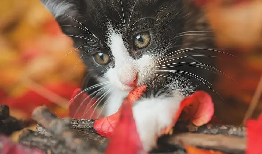 Por Que As Orelhas Do Meu Gato Estão De Repente Enrolando?