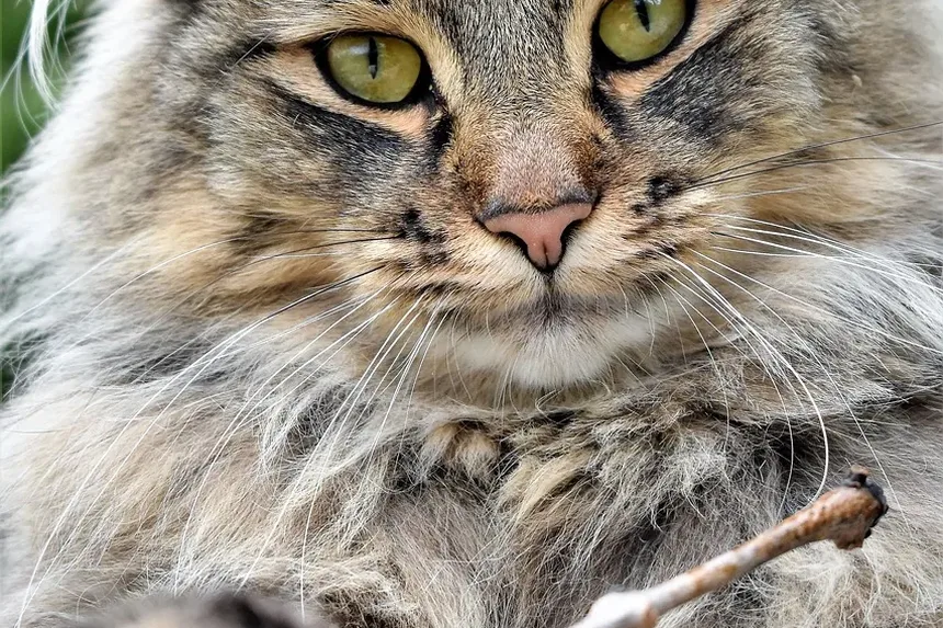 Por Que As Orelhas Do Meu Gato Estão De Repente Enrolando?