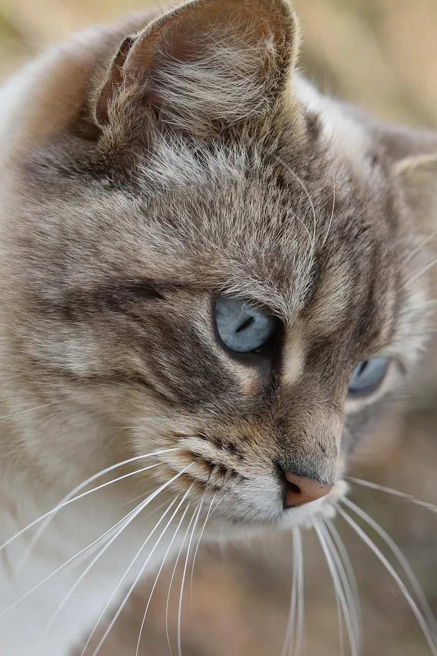 Por que meu gato tem secreção nos olhos?