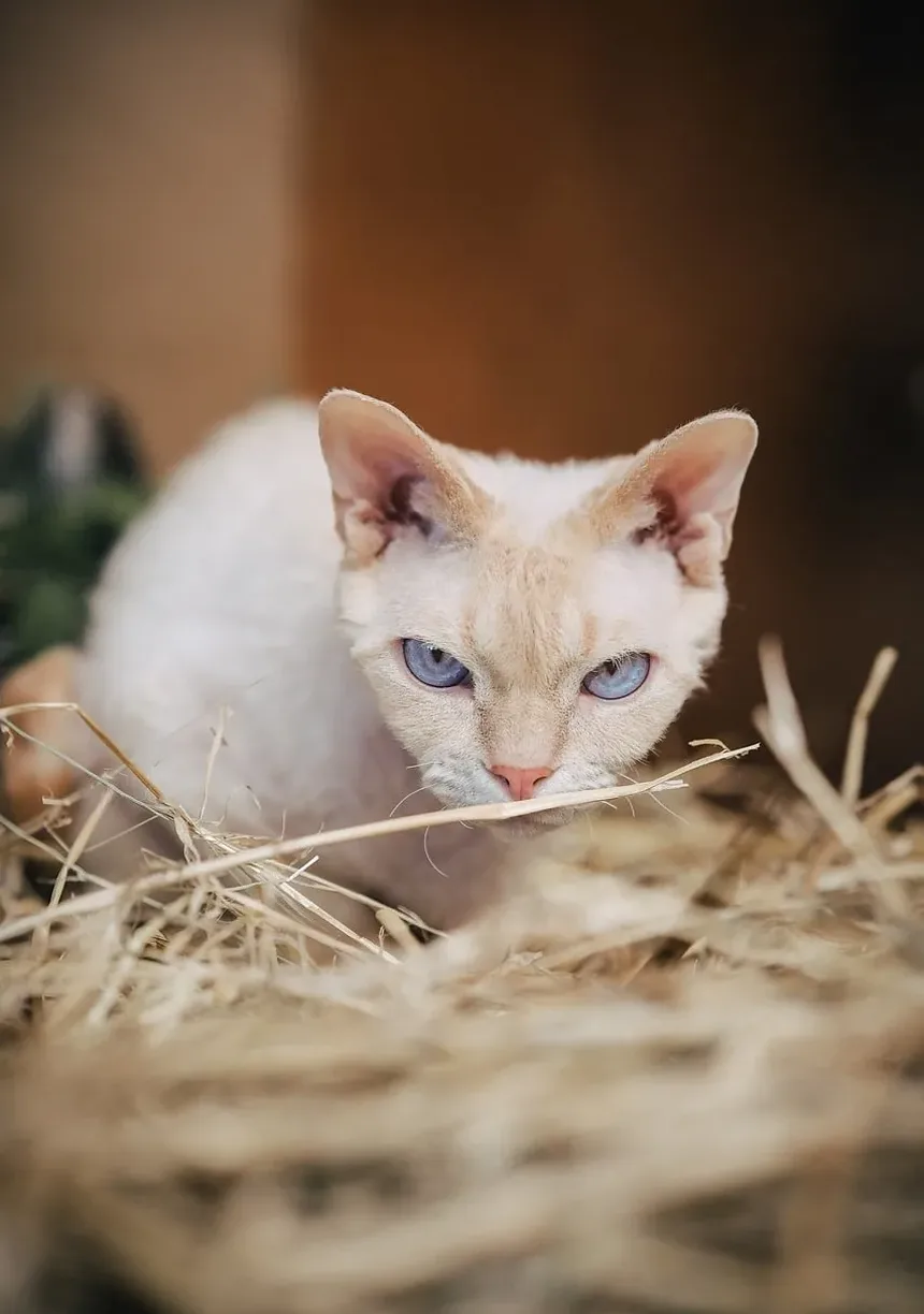 Por que meu gato tem secreção nos olhos?