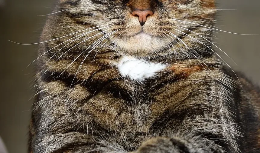 Por que meu gato tem secreção nos olhos?