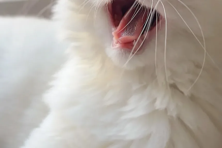 Por que meu gato tem secreção nos olhos?